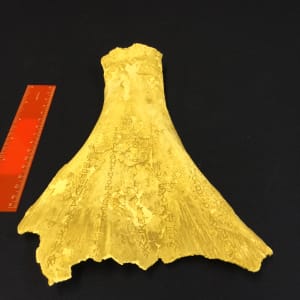Oracle Bone, Ox Shoulder Blade 