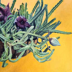 Stapelia grandiflora by Miranda Free