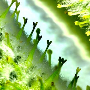 RECIPROCITY by Katherine Loveland