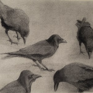 Crow study by Kathy Roseth
