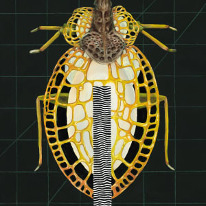 Insect #3 by Tabitha Abbott