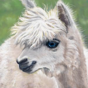 *Harry, the Alpaca by Cindy Berceli, Image 1.