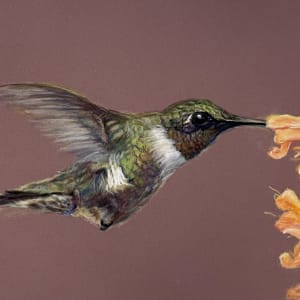 Hummingbird, orange flower by Cindy Berceli