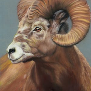 *Regal Ram by Cindy Berceli