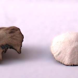 Ceramic Fungi 