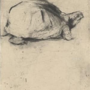 Turtle by Lee Newman