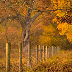 Into the Woods by Steve Jacobson
