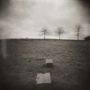 Three Trees by Dennis Stein