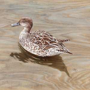 Mottled Duck on Birch by Jessica Monroe Fine Art
