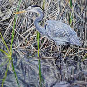 Heron in Reeds by Jessica Monroe Fine Art 