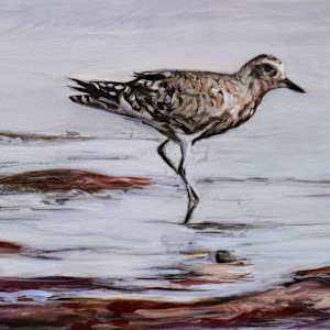Hunting Plover by Jessica Monroe Fine Art 