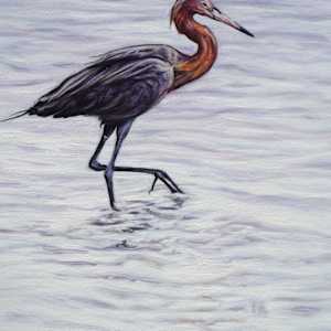 Reddish Walking by Jessica Monroe Fine Art 