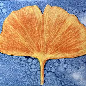 Ginkgo (v3) by Theresa Giammattei, Image 1.