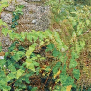 Old Stones 1 by Marilyn Henrion  Image: Old Stones 1- detail