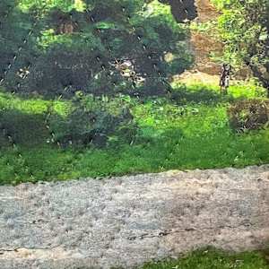 Tree: Lodz, Poland by Marilyn Henrion, Image 2.