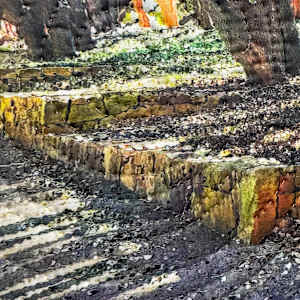 Trees- Addison Texas by Marilyn Henrion  Image: Trees- detail