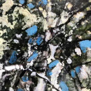 Tangled Study by C. Clinton 