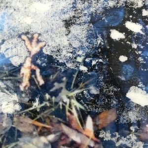 Branches Reflection Study by C. Clinton 