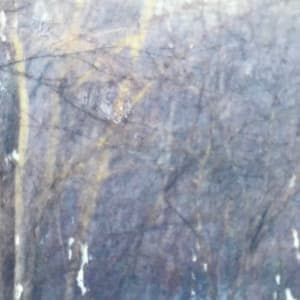 Treelight Spring Study 2 by C. Clinton 