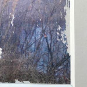 Treelight Spring Study 2 by C. Clinton 