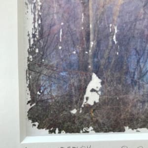 Treelight Spring Study 2 by C. Clinton 