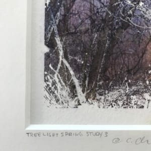 Treelight Spring Study 3 