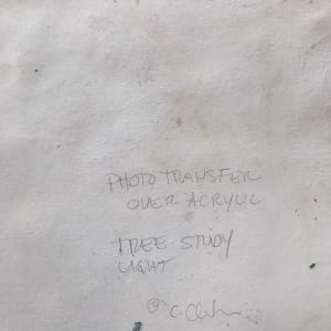 Tree Light Study Light by C. Clinton 