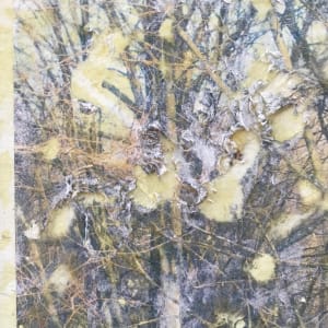 Tree Light Study Light by C. Clinton 