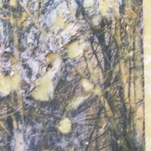 Tree Light Study Light by C. Clinton 