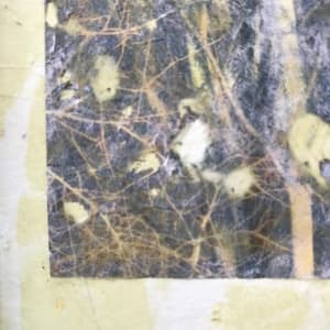 Tree Light Study Light by C. Clinton 