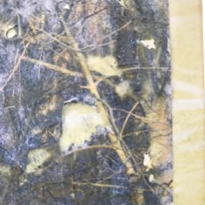 Tree Light Study Light by C. Clinton 