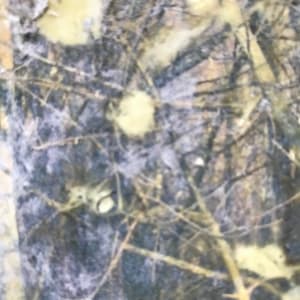 Tree Light Study Light by C. Clinton 