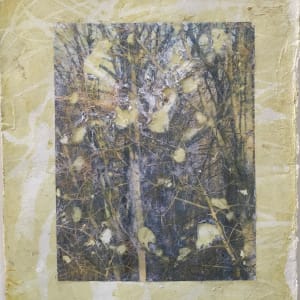 Tree Light Study Light by C. Clinton 