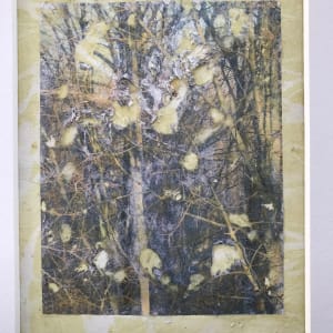 Tree Light Study Light by C. Clinton 