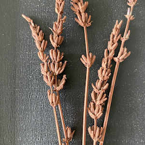 Untenable by Annie Tull 