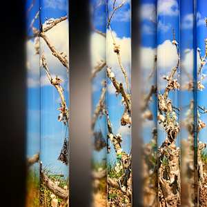 Wishing Tree by Clint Baclawski 