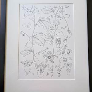 Cayaponia grandulosa by Bobbi Angell 