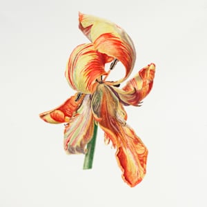 Last Dance by Diane Piktialis