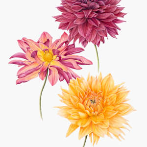 October Sunshine by Alice Rosa