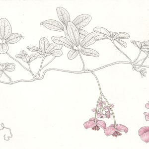 Akebia by Bobbi Angell