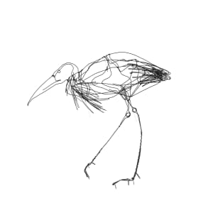 Maguari Storks by Thomas Hill 
