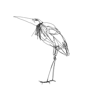 Maguari Storks by Thomas Hill 