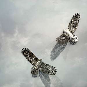 Trust Love by Nicki Adani 