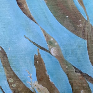 Kelp swaying in Horton Bay 