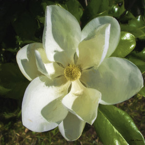 Magnificent Magnolia by teak elmore