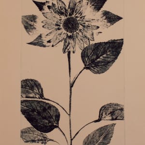 Sunflower by Robert Cale