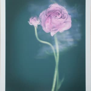 Ranunculus by Joyce Tenneson