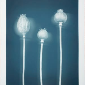 Poppy Pods by Joyce Tenneson