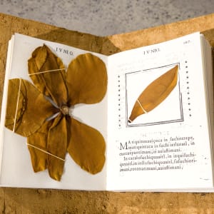 Psalmodia Naturalis (Southern Magnolia - Yolloxochitl - Magnolia Grandiflora) by Lorena Mal 