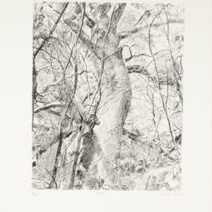 Tree by Frank Huntington Stack